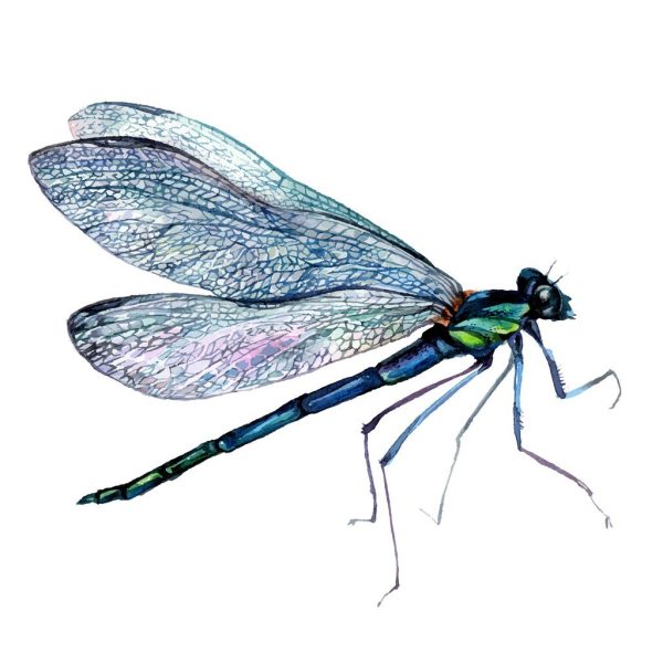 Watercolor Dragonfly Fabric Panel - White Supply